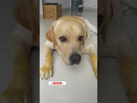 Dog puppy eating mango video | Can dogs eat mango | Chiku BhuBhu - Labrador retriever #Shorts