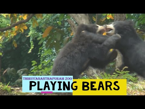 Playing Bears | Thiruvananthapuram zoo | Animal funny video |