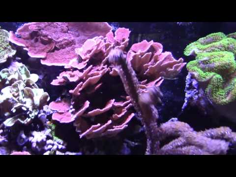 Updates on all 3 Tanks (Reef Vlog)