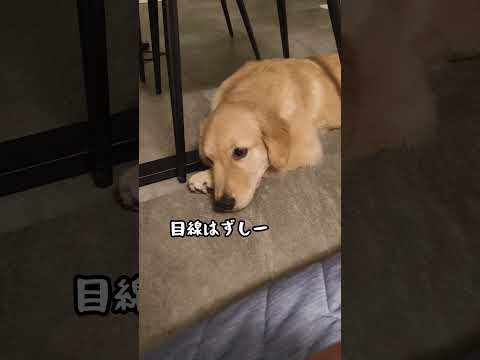 布団のニオイをかいでソワソワするゴルパピ#ゴールデンレトリバー仔犬 #ゴールデンレトリバーのいる生活 #可愛い