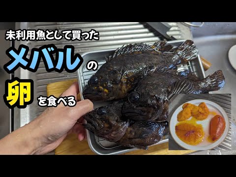 メバルの卵を甘辛煮にして食べる🐟#魚さばき #魚料理 #未利用魚