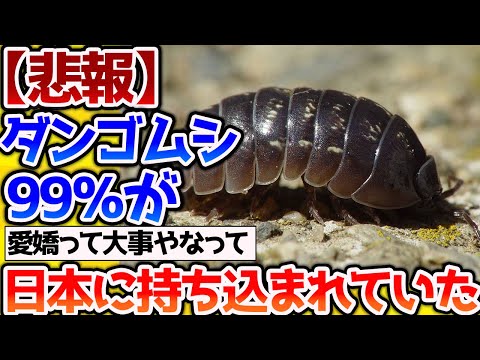 【2ch動物スレ】【閲覧注意】ダンゴムシさん、ほとんどが外来種だった！【なんj】 #生き物 #2ch