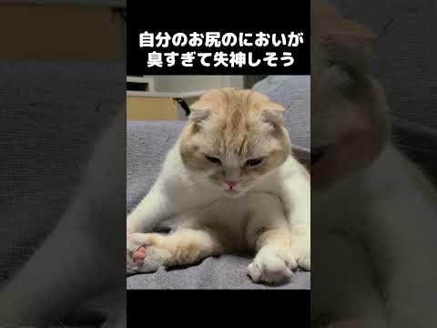 自分のお尻が臭すぎて失神しかける猫がこちらです...笑#shots