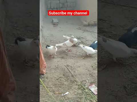 #pigeon #beautiful #comedyvideos #homingpigeons #kabootar #funnyshorts #sadstatus #pigeonlover