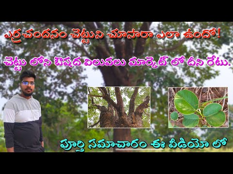 50 ఏళ్ల నాటి ఎర్రచందనం చెట్టు మా తాత పొలం లో| Red sandal Tree in my late Grandfather farm