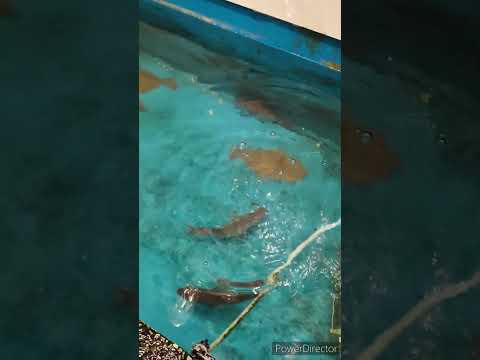 ジャンボ釣船 つり吉 に行ってみました。自分で釣ったお魚を調理してもらえます！ただ釣るのは難しかったです😨味はどれも美味しかったです😊