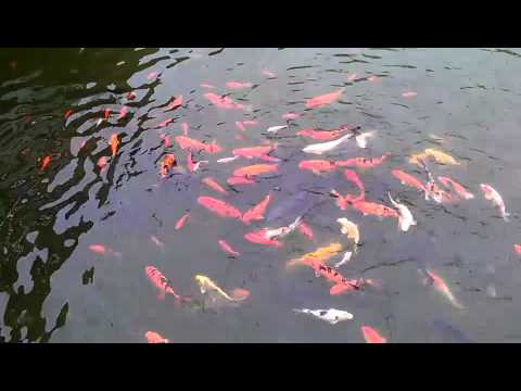 秋紅谷廣場 餵魚鳥吃魚