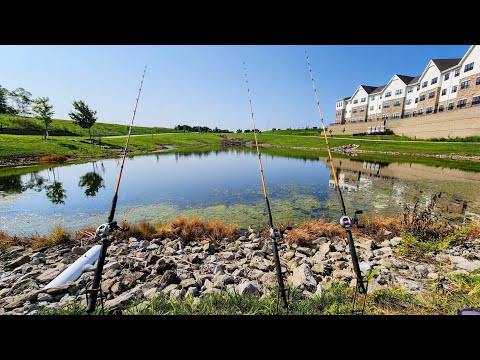 A STRANGE CATFISH Lives In This CITY POND!! (Bobber Fishing)