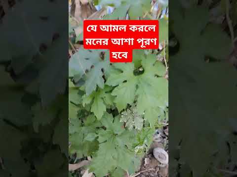 যে আমল করলে মনের আশা পূরণ হবে একবার শুনুন আপনারা!! #shorts #youtubeshorts #islamicshorts