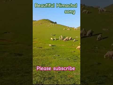 Behda Teriyan Ho #shorts #himachal #himachalisong #viralvideo