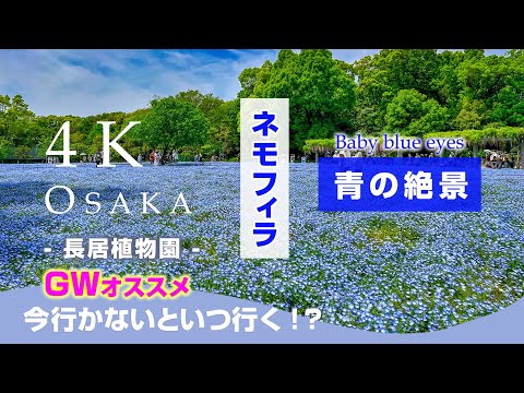 "Baby blue-eyes fair" fantastic scenery!! in Nagai Botanical park in Osaka