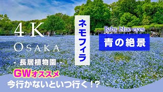 "Baby blue-eyes fair" fantastic scenery!! in Nagai Botanical park in Osaka