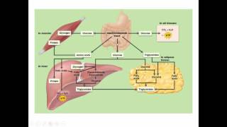 Nutrition, Metabolism, and Energy Balance Part 1