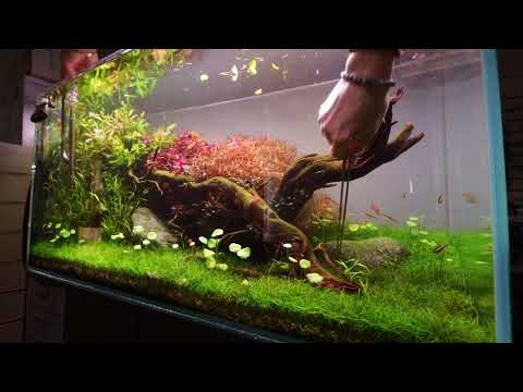 EPIC 5 week old AQUASCAPE x Riverwood Aquatics