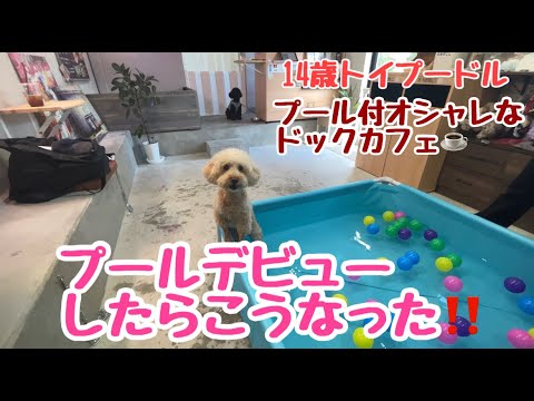 【犬同伴OKカフェ】プール付き１４歳プールデビューしたらこうなりました！