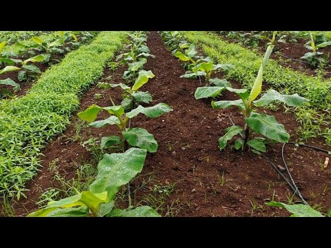 how to propagate banana plant from sucker cutting