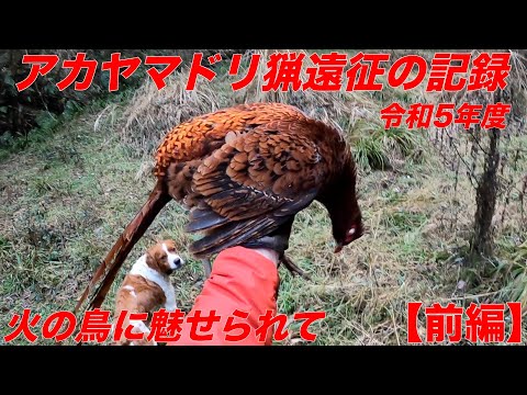 令和5年度猟期　アカヤマドリ猟遠征の記録【前編】Copper Pheasant Hunting