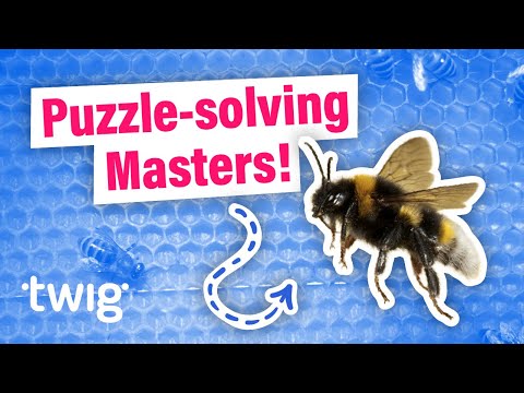 How Smart Do You Think Bees Are? | Twig Science Reporter