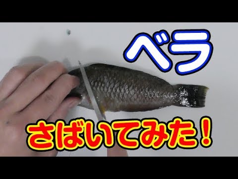 【さばき方 ベラ】三枚おろし！ 実は美味しい？釣り