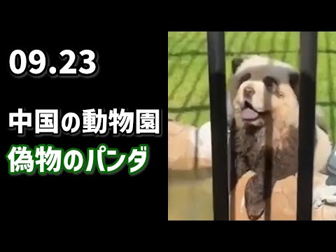 中国の動物園、偽物のパンダ