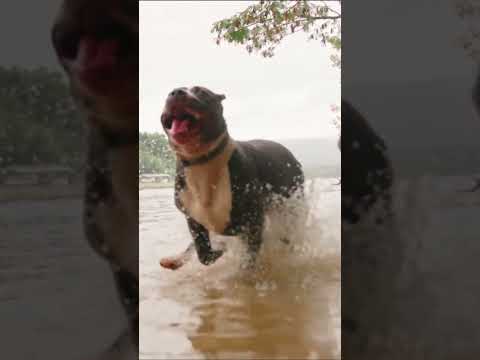 Dogs running in water / dog short videos #shorts #dog #puppy