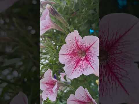 Fresh Flower  #satisfying #vietnam #flowers #hangingplants