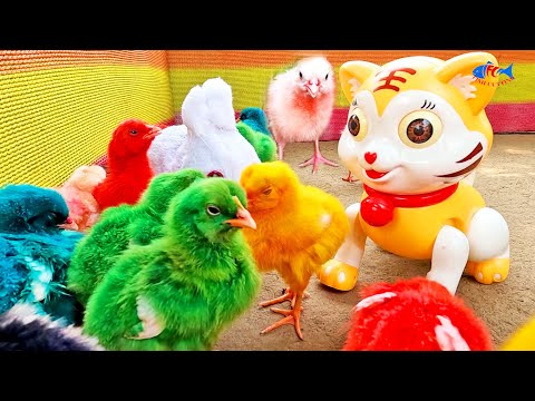 Fluffy Frenzy : Colorful Murgi Chicks Hen Baby Chicken Chicks, Cat Toy, and Rabbit Toy Face Off!