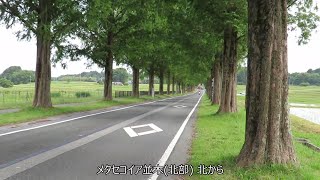 R05 旅行 メタセコイア並木(北部) 滋賀県高島市マキノ町牧野 20230528 PM03:30