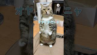 アレ？なんだっけ？｜PECO #マンチカン #猫 #愛猫家 #猫動画 #猫のいる暮らし #munchkin #cat #catlover #catvideos #catlife