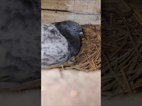 Top Collati Girebaj Kabootar // Sell Kabootar In Darbhanga #shots #pigeon #darbhanga #kabutar