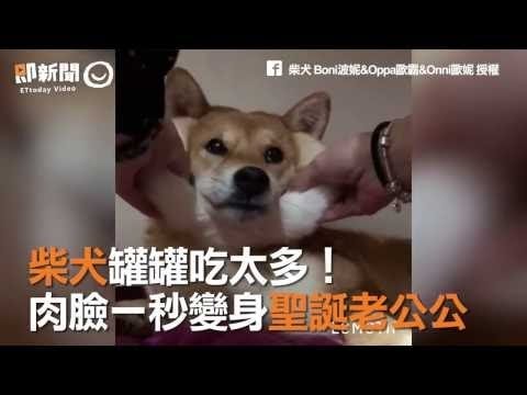 柴犬罐罐吃太多！　肉臉一秒變身聖誕老公公 嘴邊肉才是柴柴的本體啊！