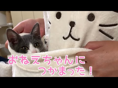 カンガルーになった子猫のふうちゃん　おしゃべりペット