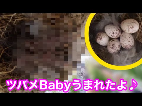 あの卵から⁉︎ツバメBaby誕生‼︎(≧∀≦)