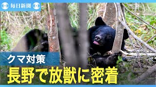 クマ対策に同行　長野で放獣に密着