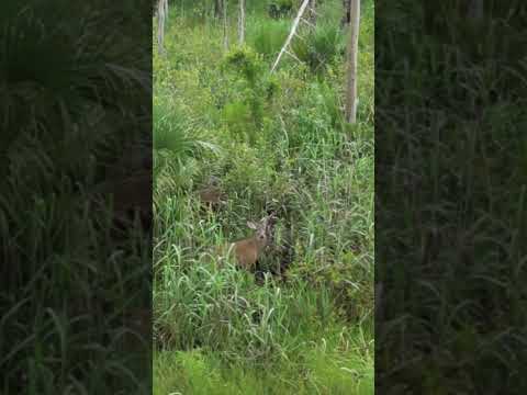 Big Everglades Buck vs Drone. Public Land