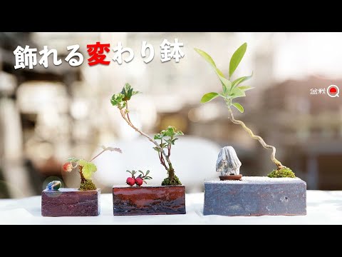 [mame] Replant various trees in different pots. [Bonsai Q]