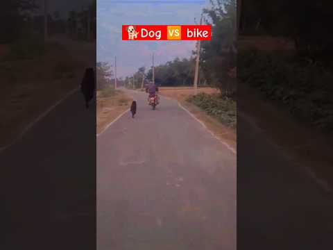 dog vs bick रेस dog loves ❣️  #shortsfeed #viralvideo #shortsvideo #videoshorts #viralshort #shorts