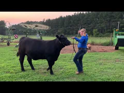 2020 4-H Farm Credit Virtual Showmanship Circuit Show #2 Cattle Video Of The Week Maddie Carpenter