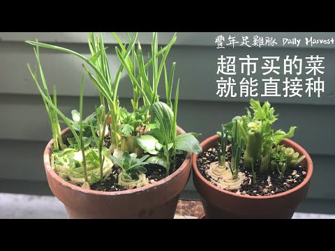 阳台上的疗愈菜园！How to Regrow Celery, Onion and Garlic Sprout from Kitchen Scraps