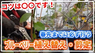 【ブルーベリーの冬剪定】ハイブッシュ系ブルーベリーの植え替えと剪定【植え替え時期や根巻き問題も解説】