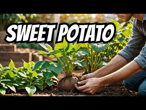 What's the BIGGEST Mistake When Growing Sweet Potatoes at Home?