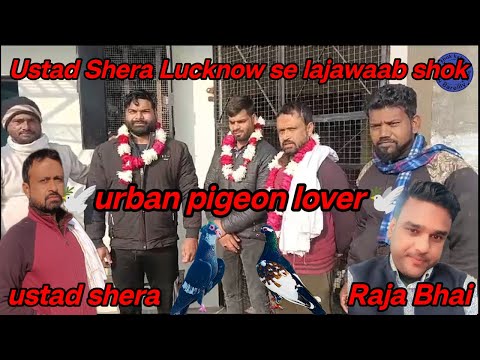 Ustad Shera Lucknow se lajawaab shok urban pigeon lover