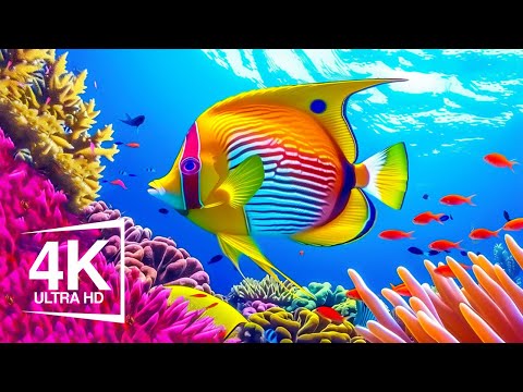 Aquarium 4K VIDEO ULTRA HD 🐠 Beautiful Coral Reef Fish - Relaxing Sleep Meditation Music #18