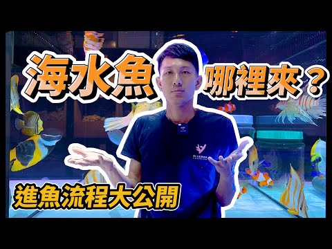 【藍箱水族】海水魚都從哪裡來？進魚流程大公開！水族館的海水觀賞魚！(CC) How we get salt water aquarium ornamental fish?