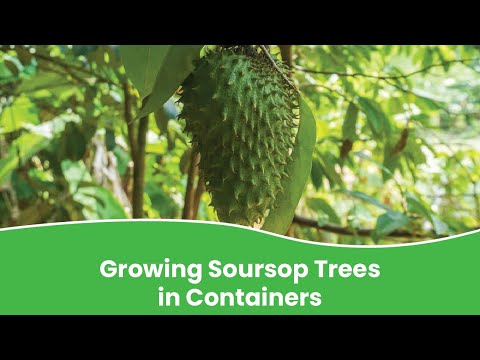 Growing soursop in containers | How to grow soursop trees in pot