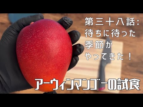 【第三十八話】食べごろや切り方をわかりやすく解説！ 〜 アーウィンマンゴーの試食 〜