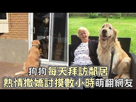 狗狗每天拜訪鄰居！黃金獵犬熱情撒嬌討摸好幾個小時,超可愛!｜寵物｜狗狗｜搞笑｜可愛｜狗｜黃金獵犬