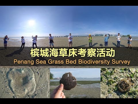 Penang Sea Grass Bed Pulau Gazumbo 槟城海草床