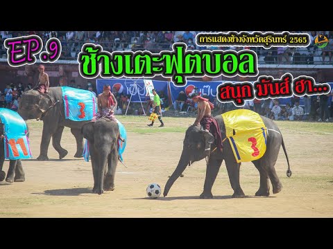 การแสดงช้างจังหวัดสุรินทร์ 2565  EP.9 ช้างเตะฟุตบอล สนุก มันส์ ฮา...