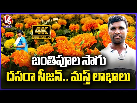 Marigold Flower Farming | Farmers Gets Huge Profits In Dussehra Season | 4k Video | V6 Life